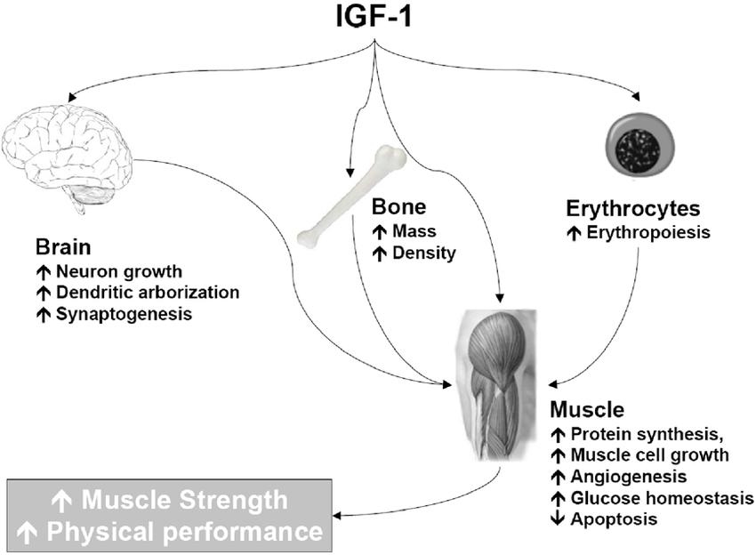 ifg lr 3